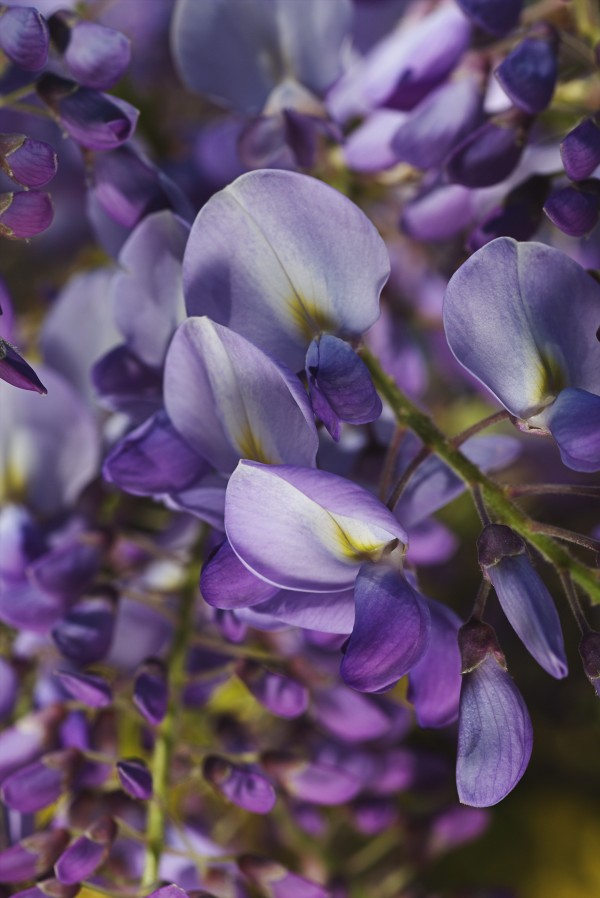 Wisteria Flowers Dream by Joy Watson